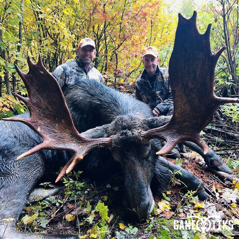moose harvest by Maine Experience Guide Service