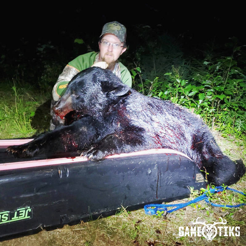 bear harvest by Maine Experience Guide Service