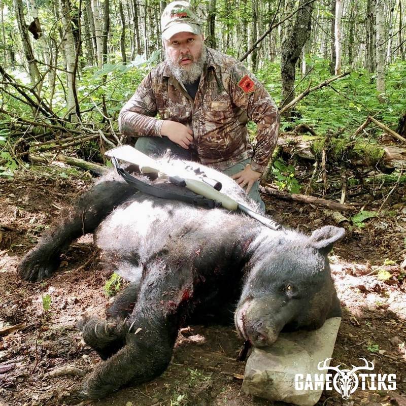 bear harvest by Maine Experience Guide Service
