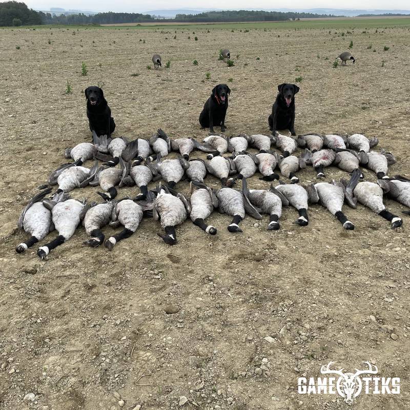 waterfowl harvest by Maine Experience Guide Service