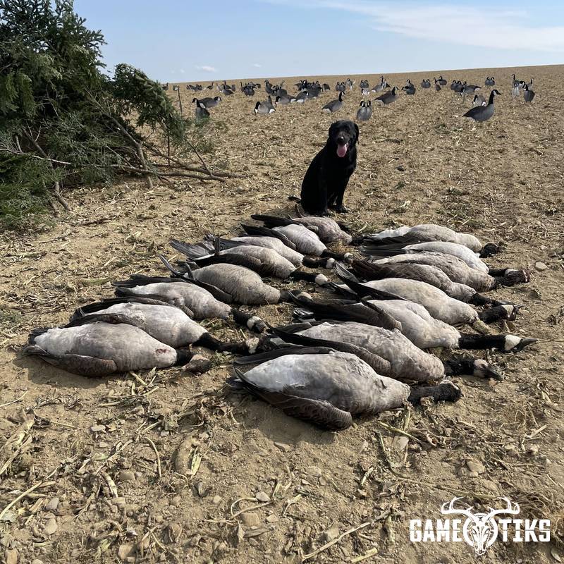 waterfowl harvest by Maine Experience Guide Service