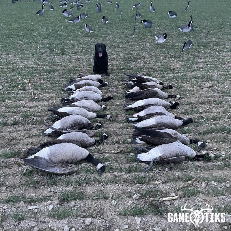 waterfowl harvest by Maine Experience Guide Service