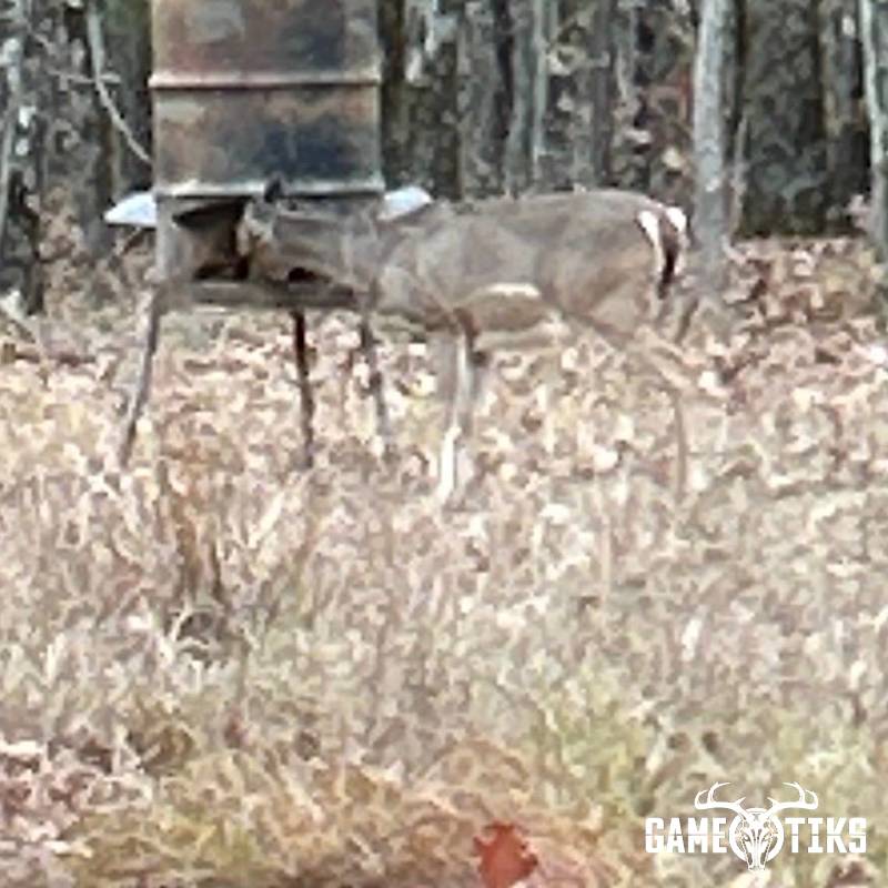 deer harvest by Caden