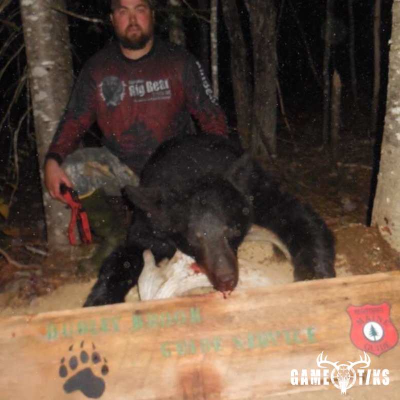 bear harvest by Chris Lawlor