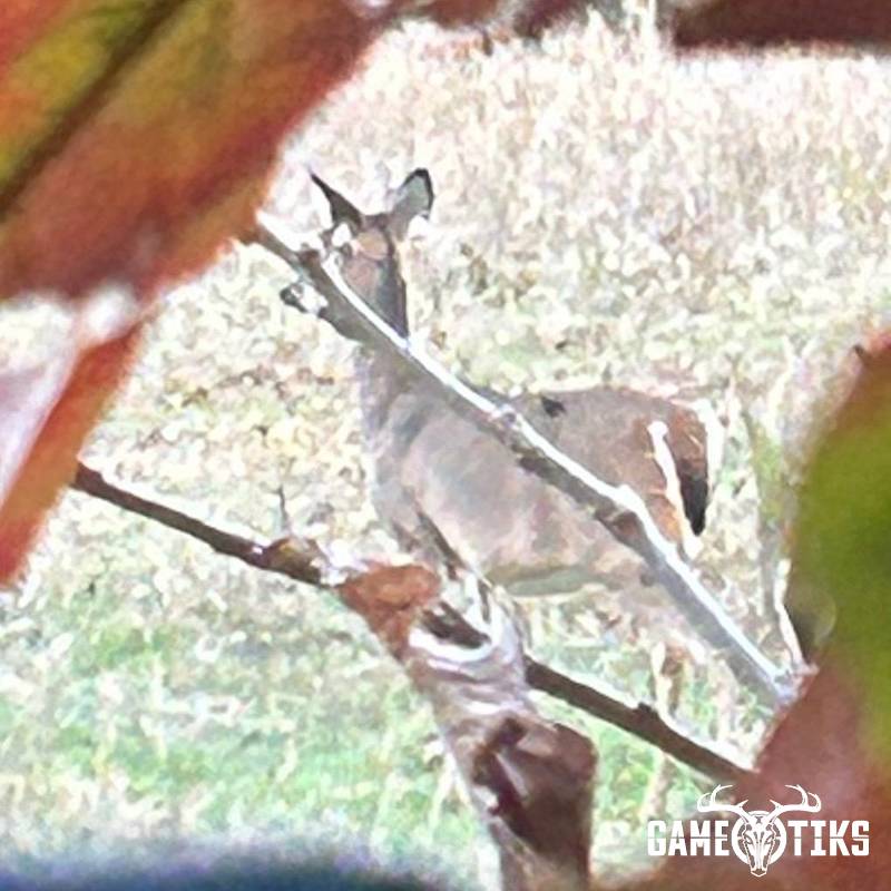 deer harvest by Caden