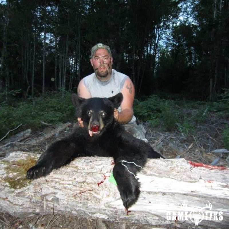 bear harvest by Chris Lawlor