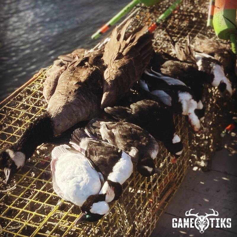 waterfowl harvest by Maine Experience Guide Service