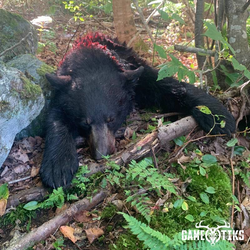 bear harvest by Darren Harriman