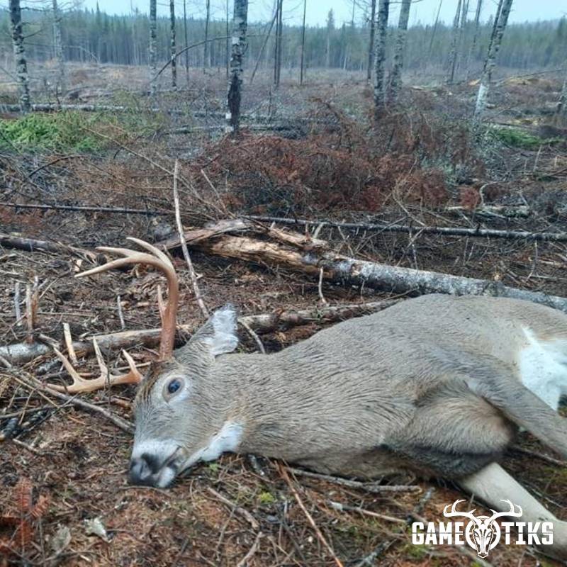 deer harvest by Troy Fields, Traditions Guide Service