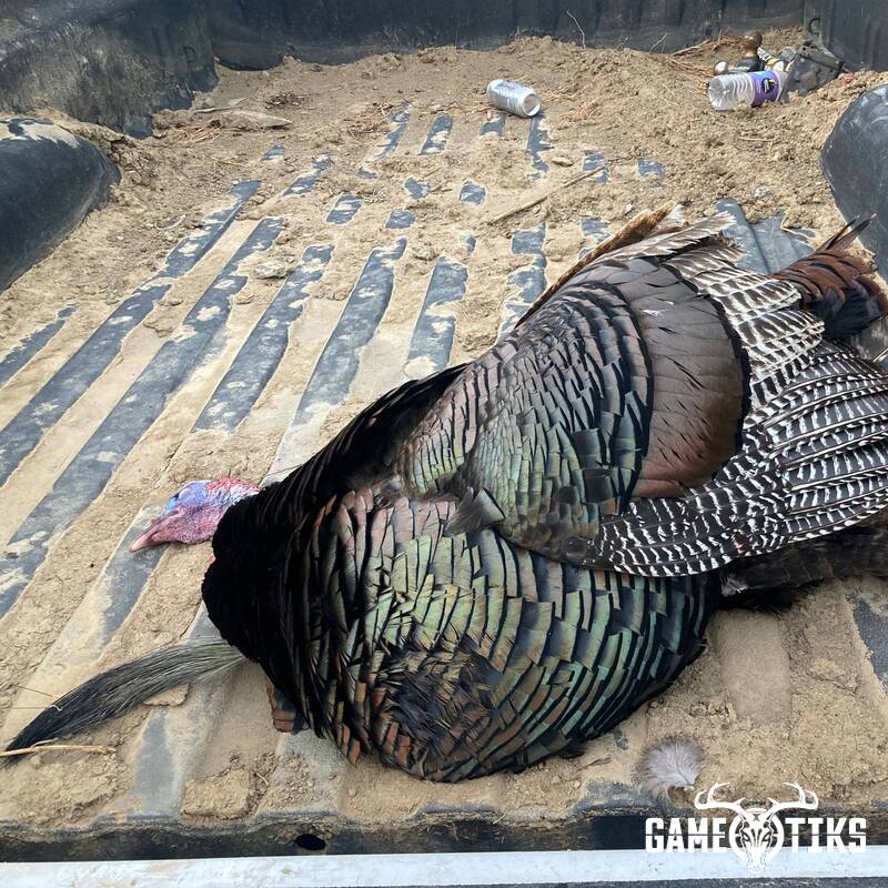 turkey harvest by Kris Brill