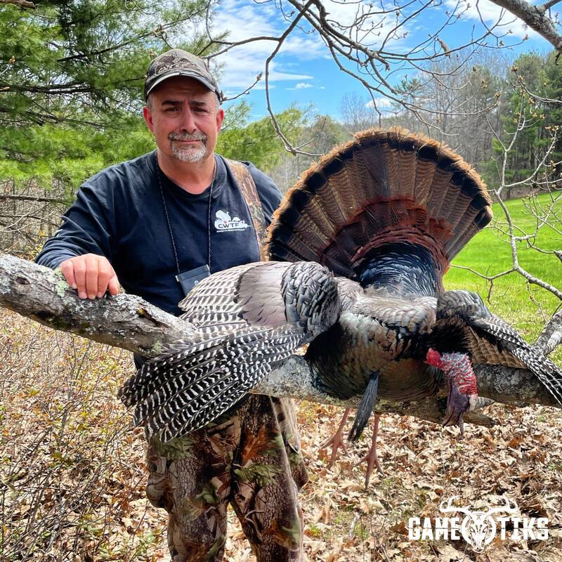 turkey harvest by Maine Experience Guide Service
