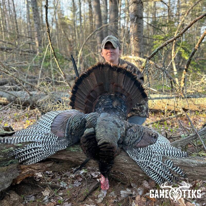 turkey harvest by Maine Experience Guide Service