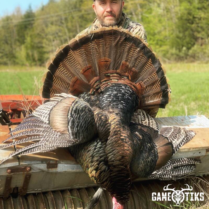 turkey harvest by Maine Experience Guide Service