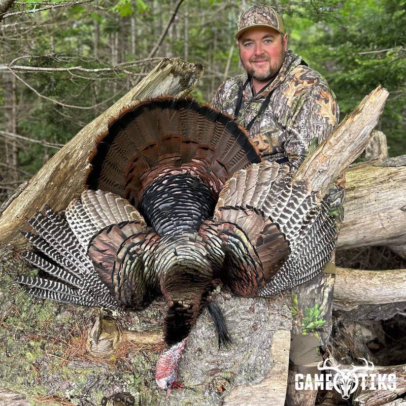 turkey harvest by Maine Experience Guide Service