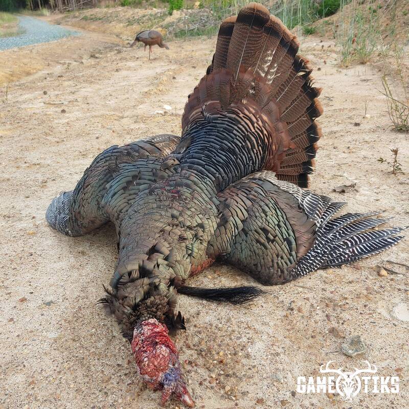 turkey harvest by Andrew Jolin