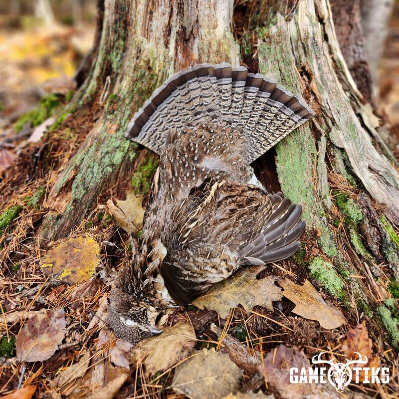 upland_bird harvest by Andrew Jolin