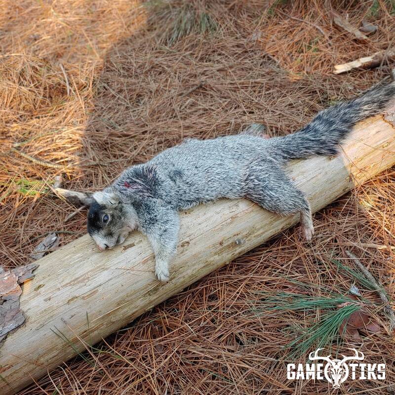 squirrel harvest by Andrew Jolin