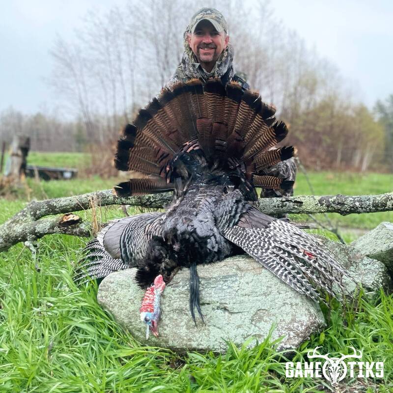 turkey harvest by Maine Experience Guide Service