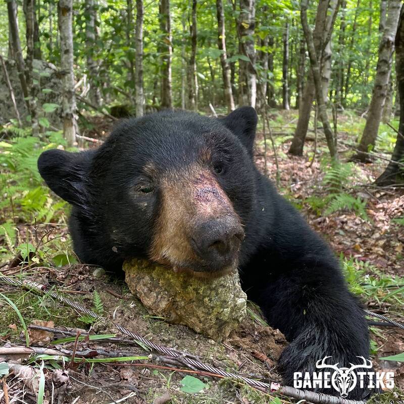 bear harvest by Perry Hatch