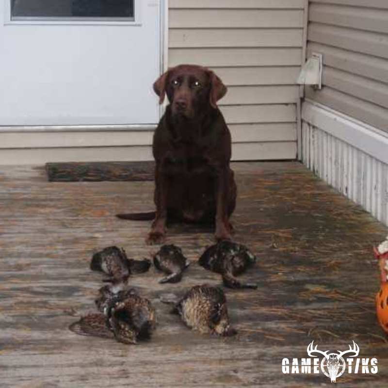 waterfowl harvest by Jesse Dicker