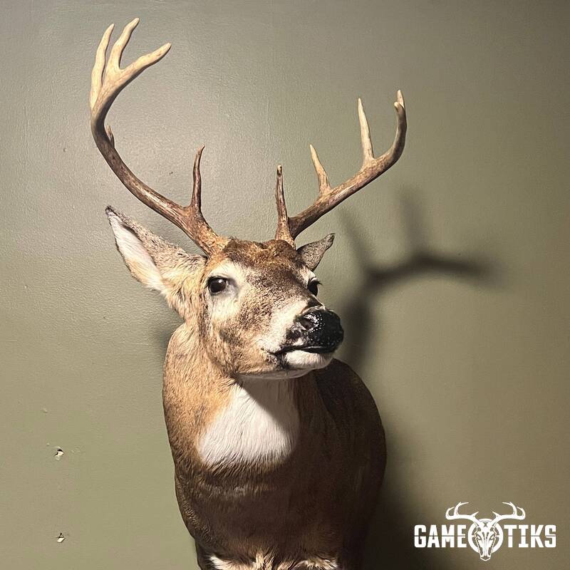deer harvest by Adam