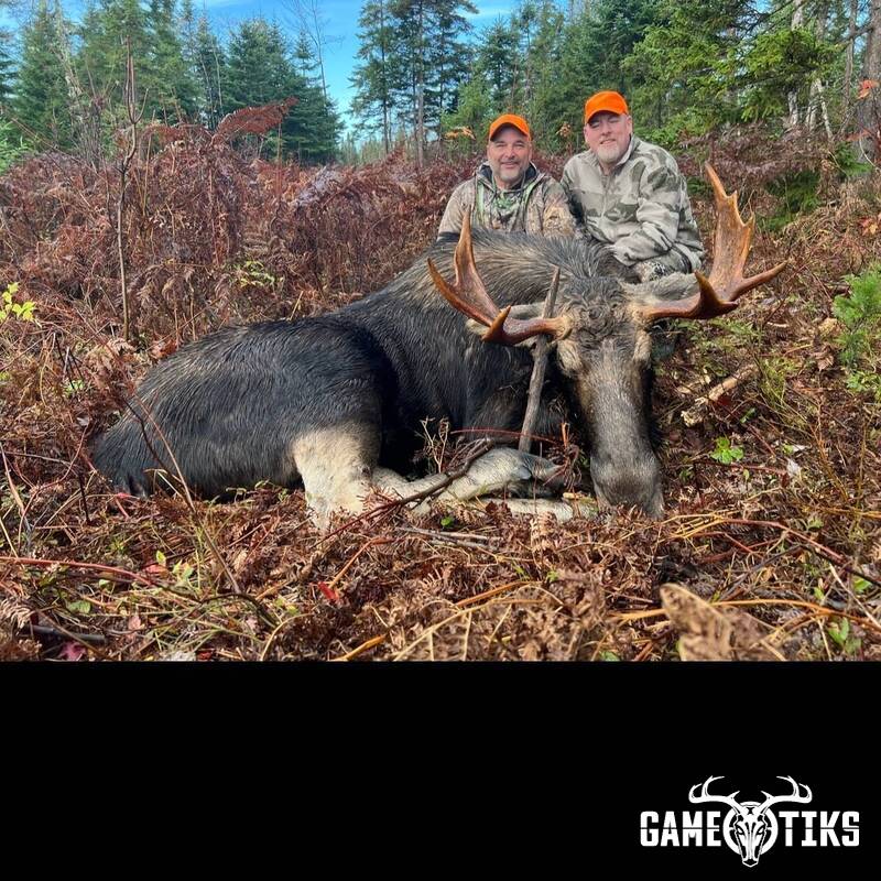moose harvest by John Gibbs