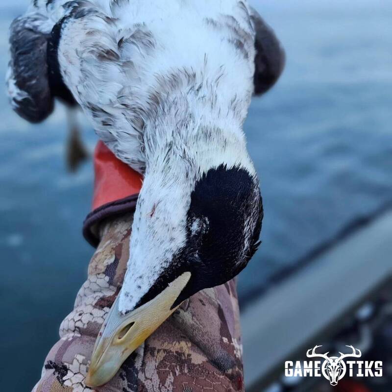waterfowl harvest by Marsh River Outfitters