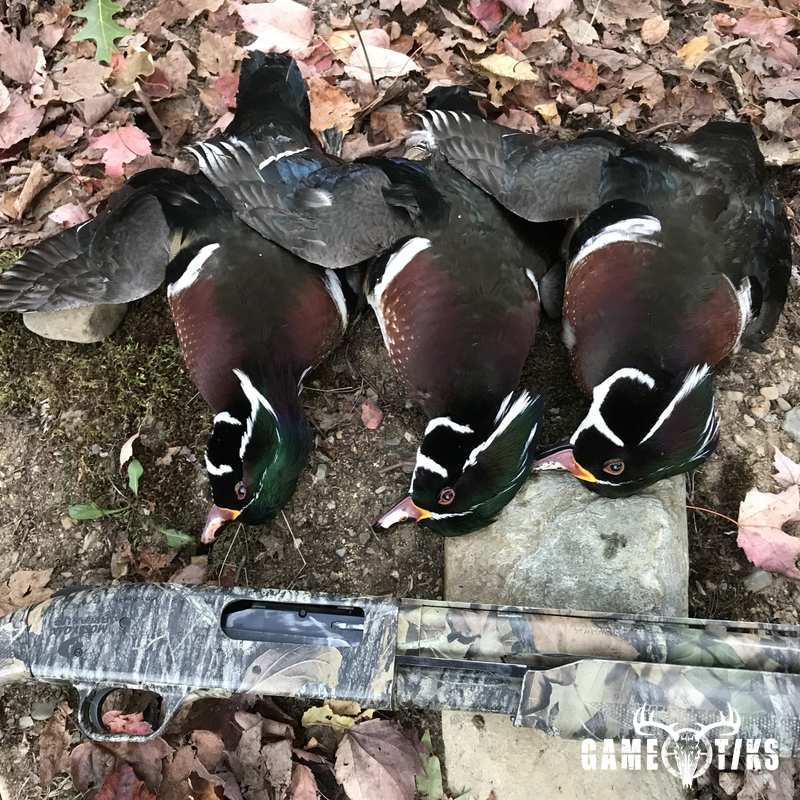 waterfowl harvest by Sam Ray