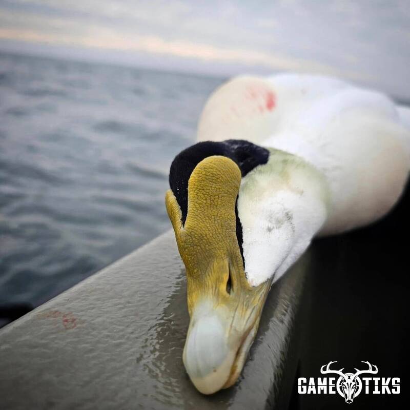 waterfowl harvest by Marsh River Outfitters