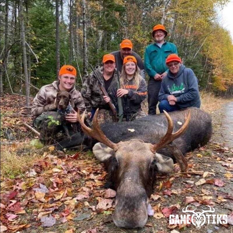 moose harvest by Matthew Robinson