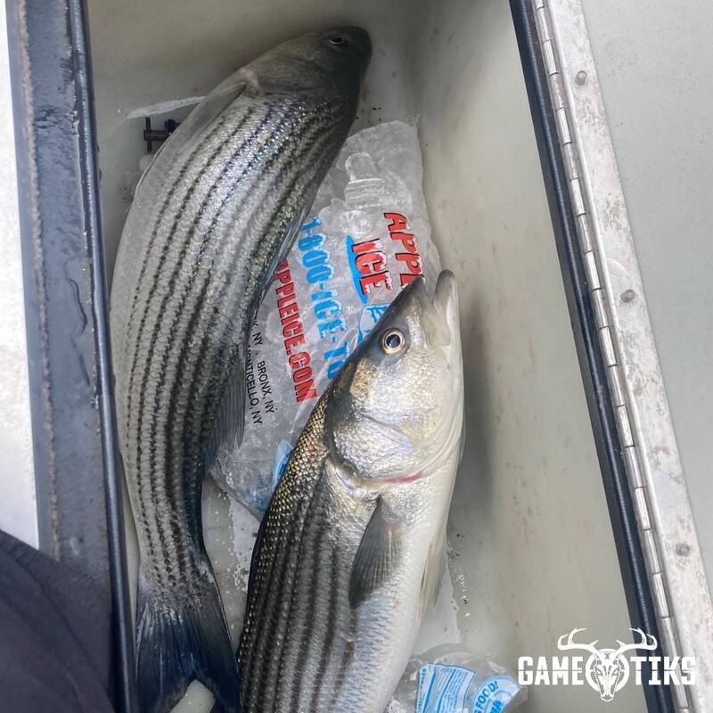 fish