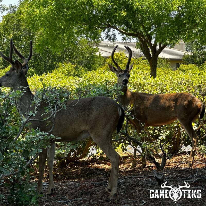 deer harvest by Rgantoni
