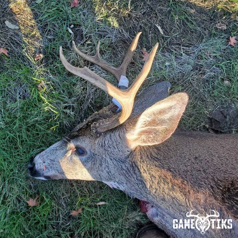 deer harvest by Thad Ballard