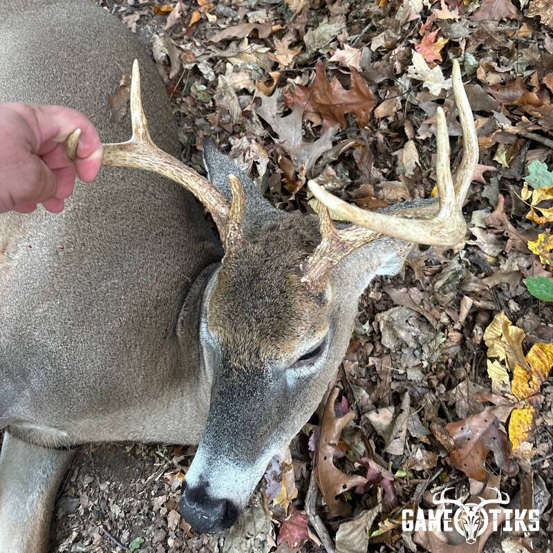 deer harvest by Kris Brill
