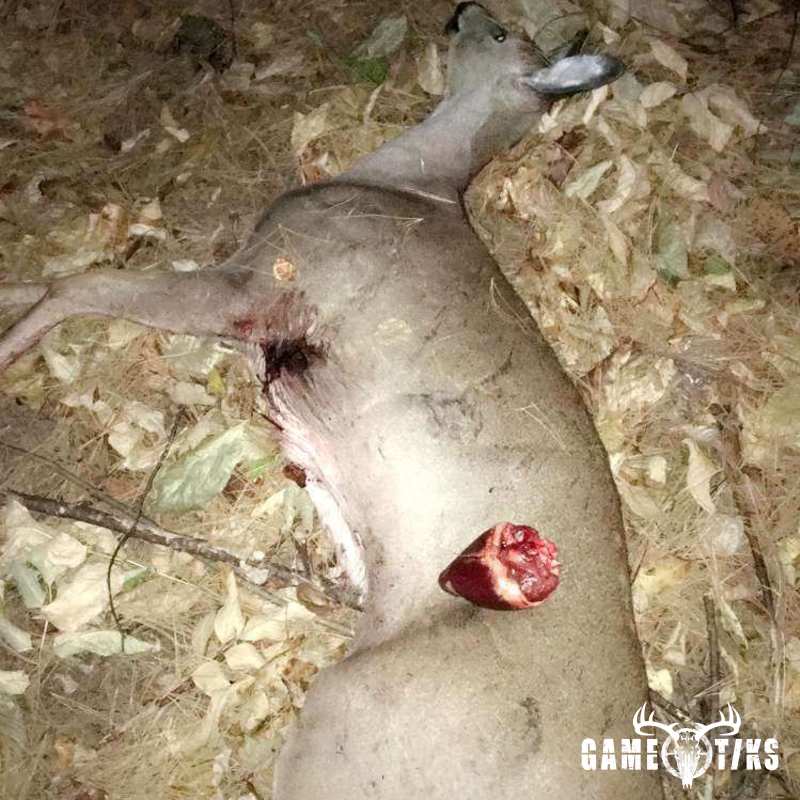 deer harvest by Kyle McGeechan