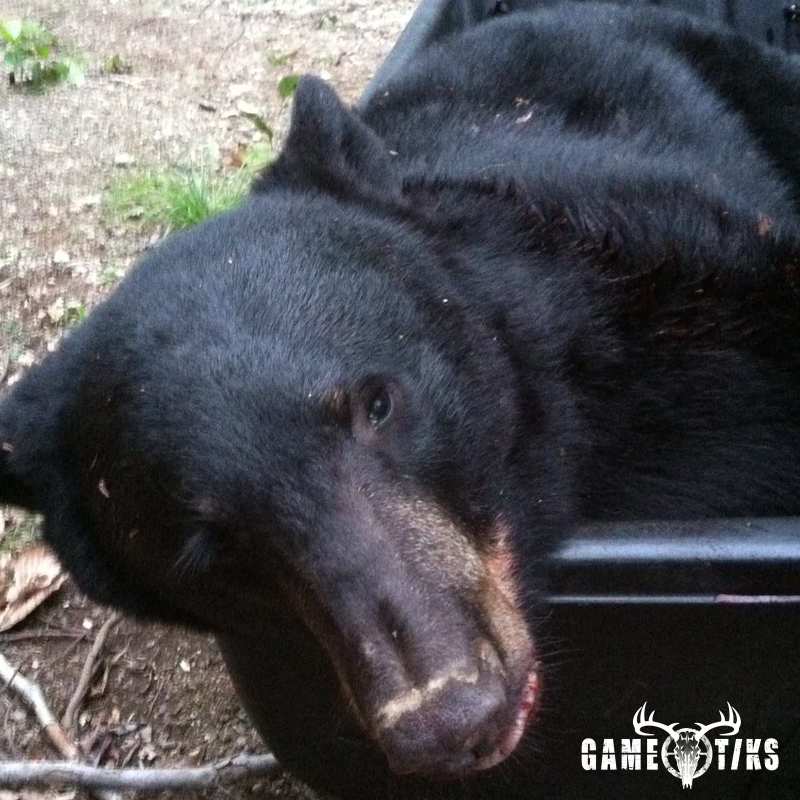 bear harvest by Robb Scott