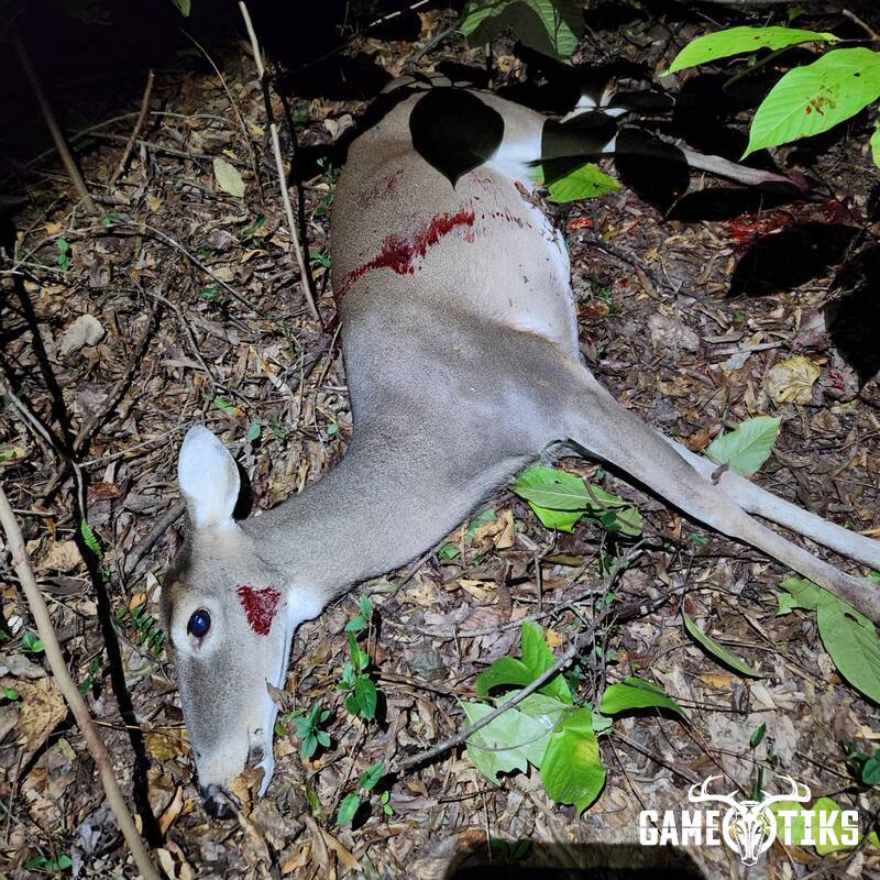 deer