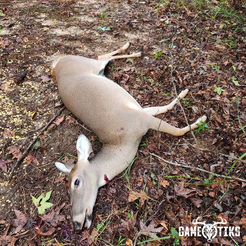 deer