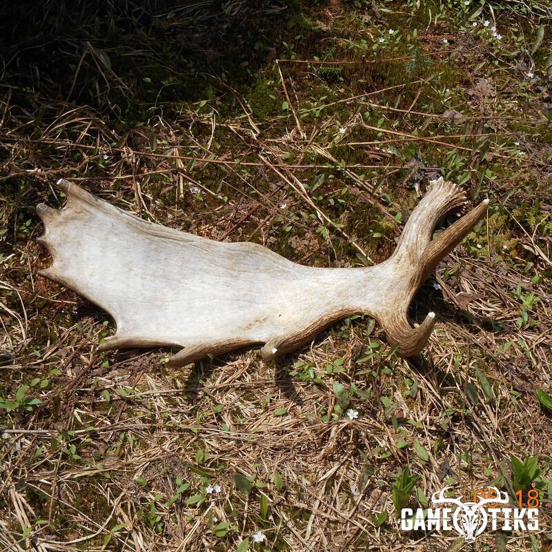 shed_antler