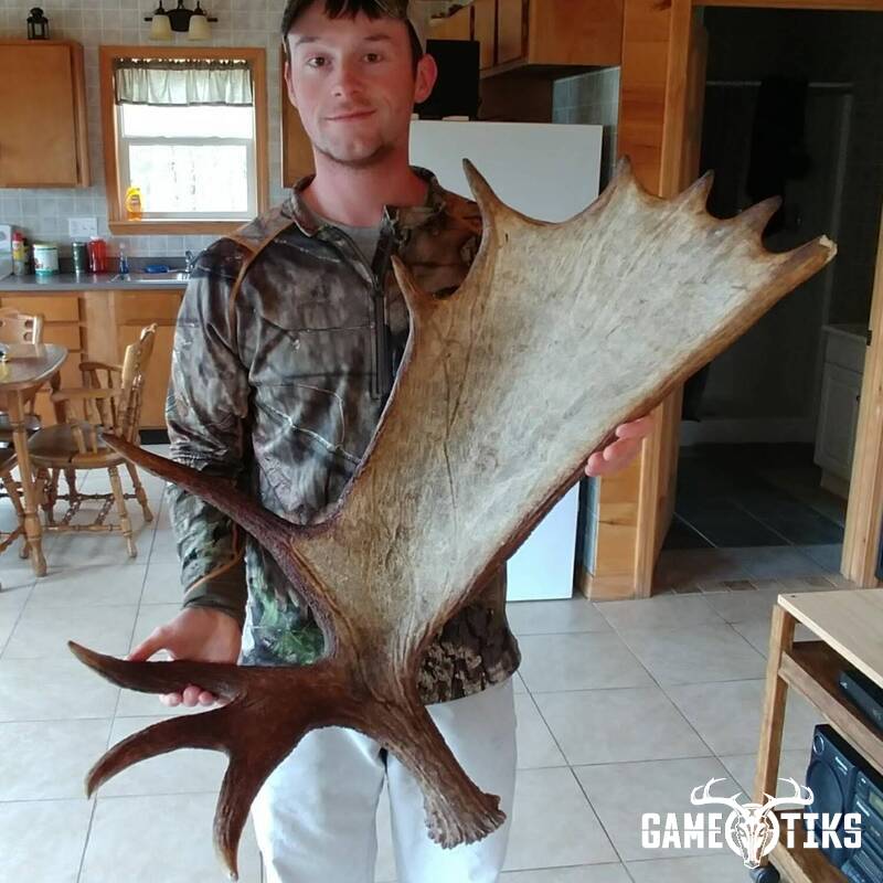 shed_antler