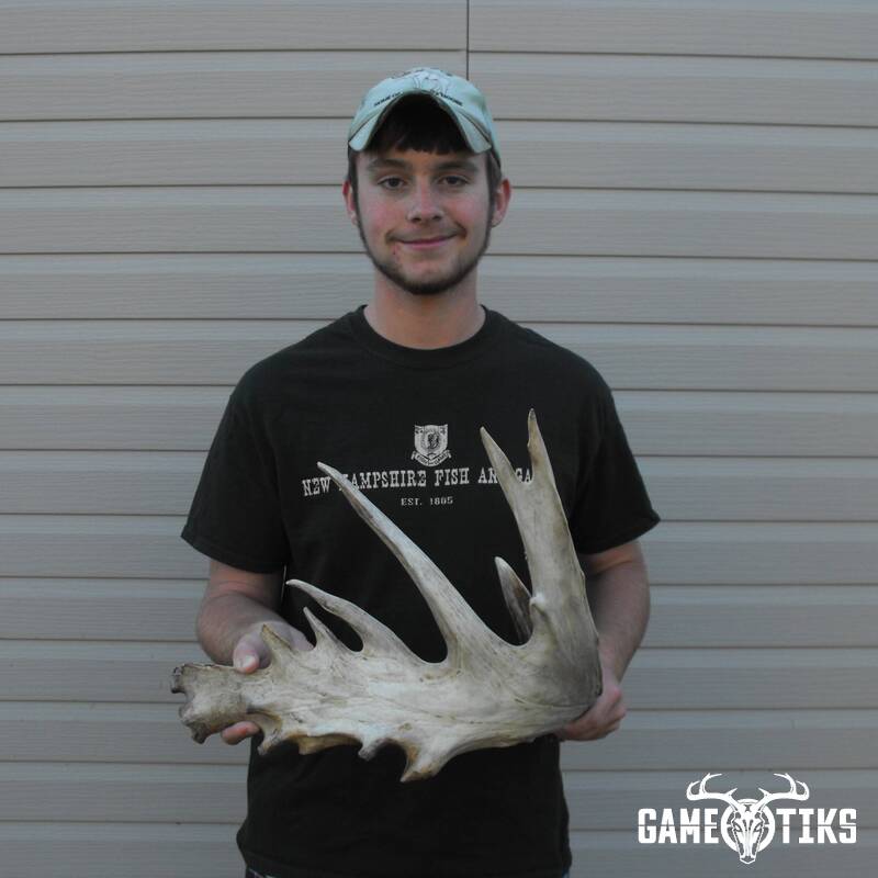 shed_antler