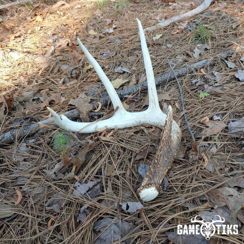 shed_antler