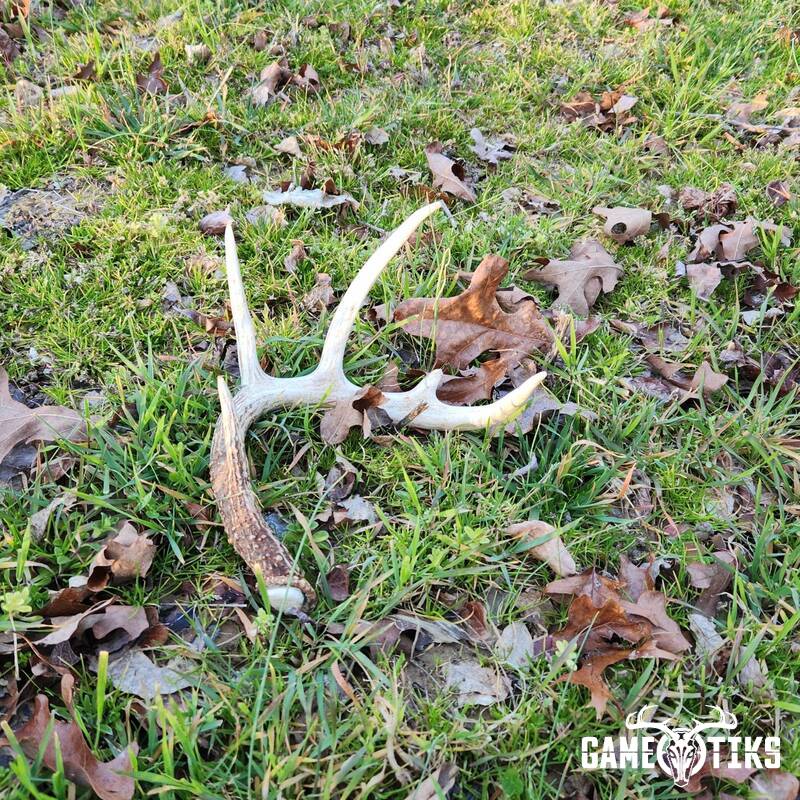 shed_antler