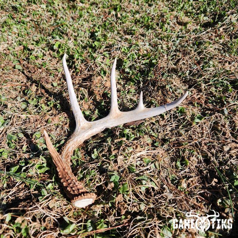 shed_antler