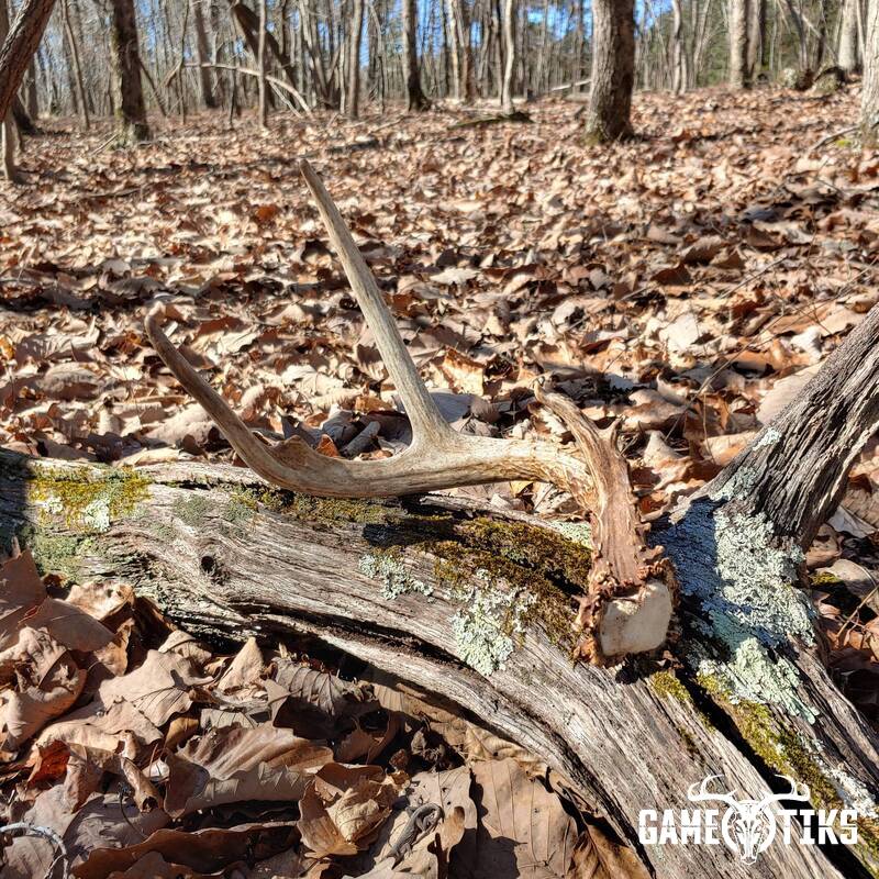 shed_antler