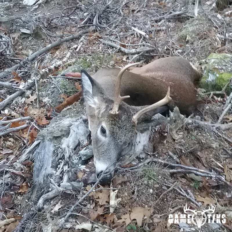 deer harvest by Allen Weaver Sr.