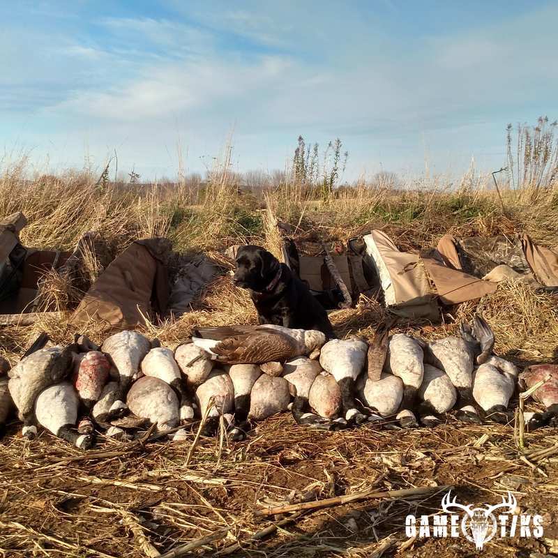 waterfowl harvest by Jonathan Curran