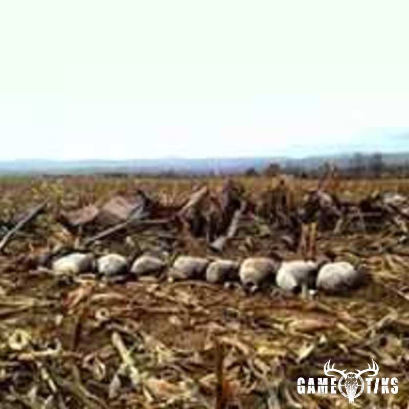 waterfowl harvest by Jonathan Curran