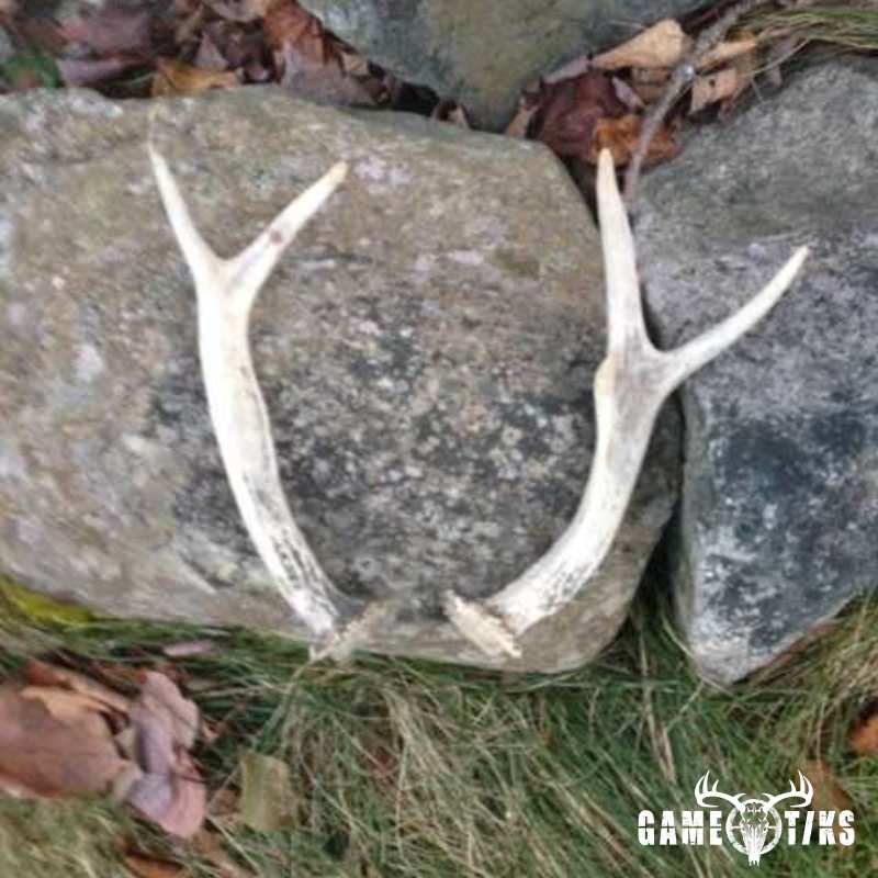 deer harvest by Gregory Berry