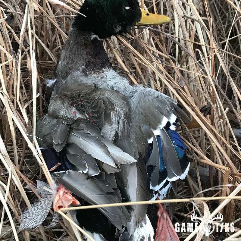 waterfowl harvest by John Walsh